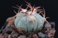Echinocactus horizonthalonius JM 191